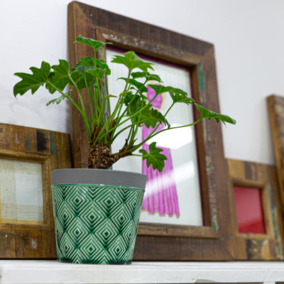 Plants at our store and how we care for them